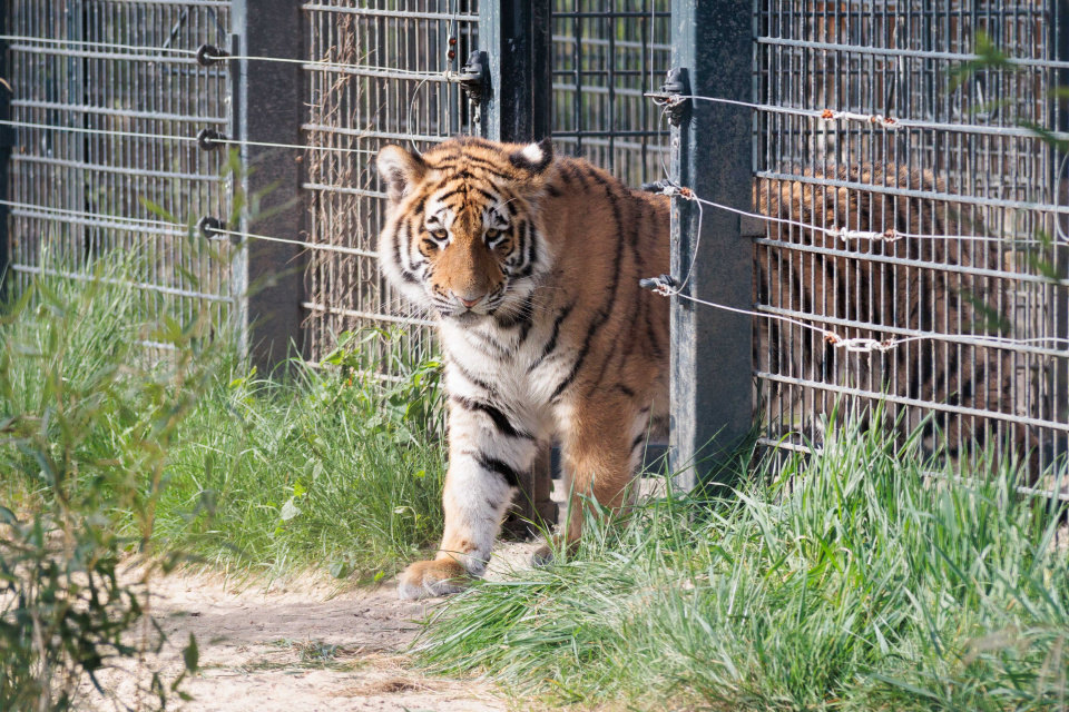 Ogród zoologiczny wybieg tygrys amurski [fot. Sławomir Mielnik]