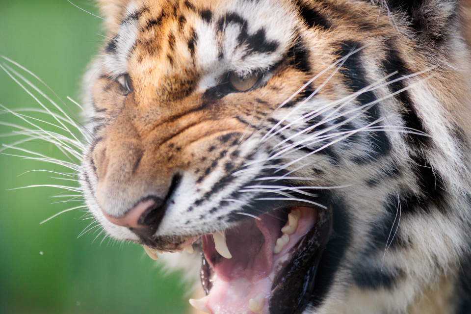 Ogród zoologiczny wybieg tygrys amurski [fot. Sławomir Mielnik]