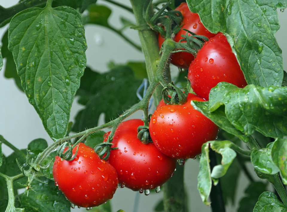 W kąciku "Zdrowe i kolorowe" tym razem o pomidorze [fot. https://pixabay.com/pl]