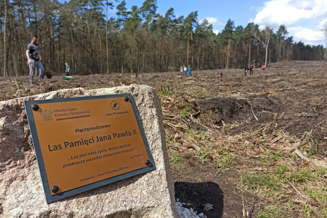 Las pamięci Jana Pawła II. Mieszkańcy posadzili 15 tysięcy drzew przy osiedlu Piastów