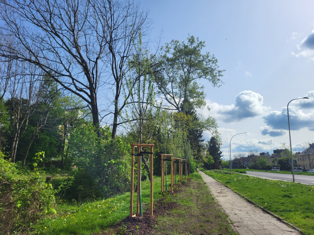 Opole będzie zielone. MZD zasadził 4 tys. drzew i krzewów